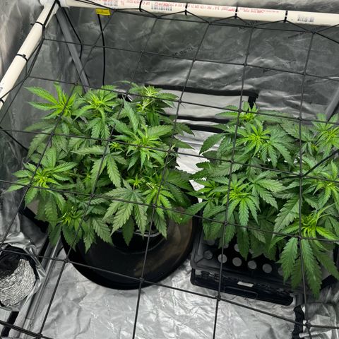 Ethos Super Lemon Reg #2 growlog timeline photo