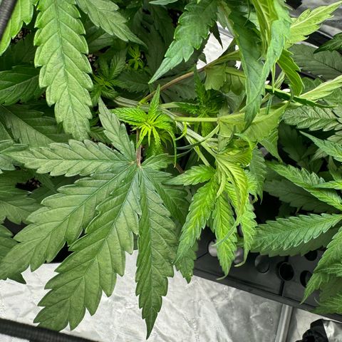 Ethos Super Lemon Reg #2 growlog timeline photo