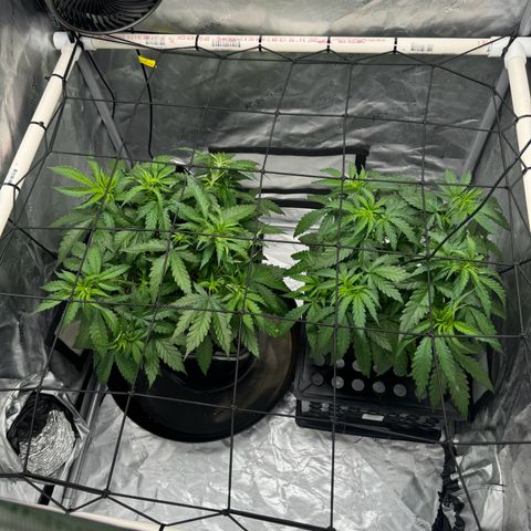 Ethos Super Lemon Reg #2 growlog timeline photo