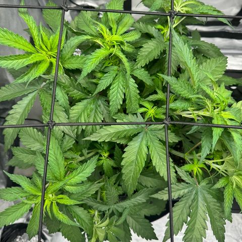 Ethos Super Lemon Reg #2 growlog timeline photo