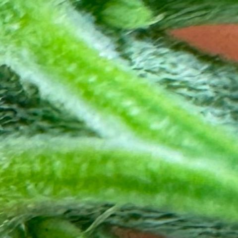 Ethos Super Lemon Reg #2 growlog timeline photo