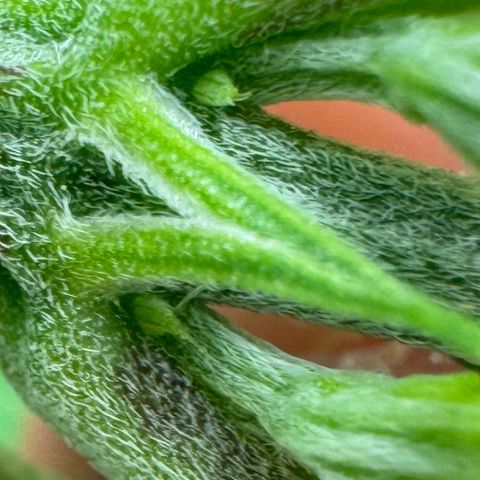 Ethos Super Lemon Reg #2 growlog timeline photo
