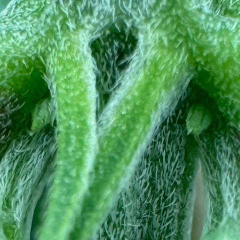 Ethos Super Lemon Reg #2 growlog timeline photo