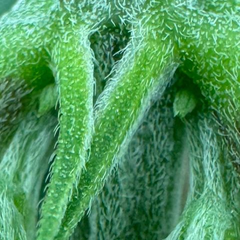Ethos Super Lemon Reg #2 growlog timeline photo