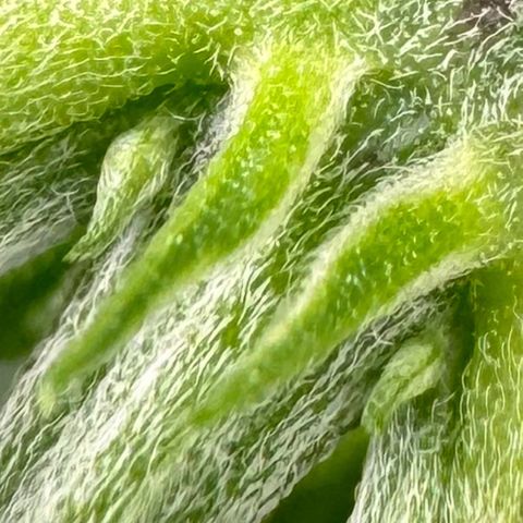 Ethos Super Lemon Reg #2 growlog timeline photo