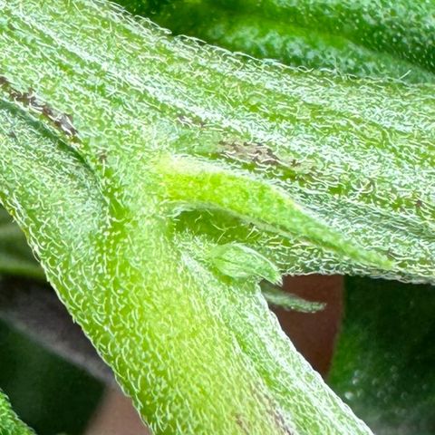 Ethos Super Lemon Reg #2 growlog timeline photo