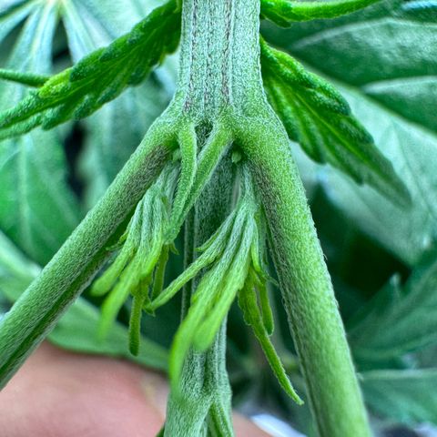 Ethos Super Lemon Reg #2 growlog timeline photo
