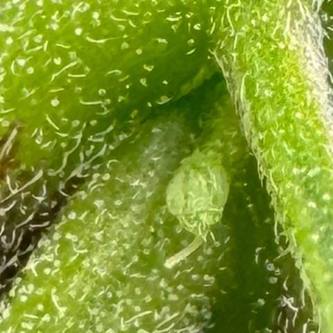 Ethos Super Lemon Reg #2 growlog timeline photo