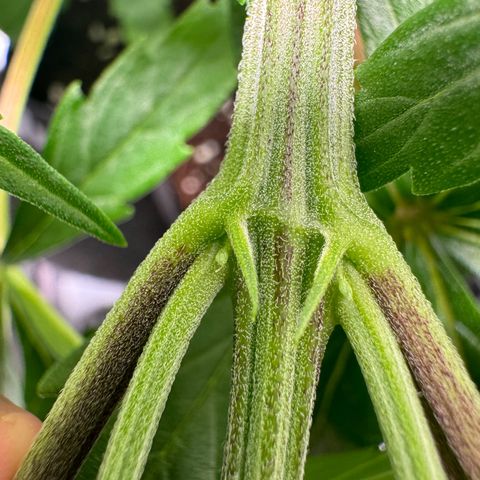 Ethos Super Lemon Reg #2 growlog timeline photo