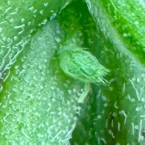 Ethos Super Lemon Reg #2 growlog timeline photo