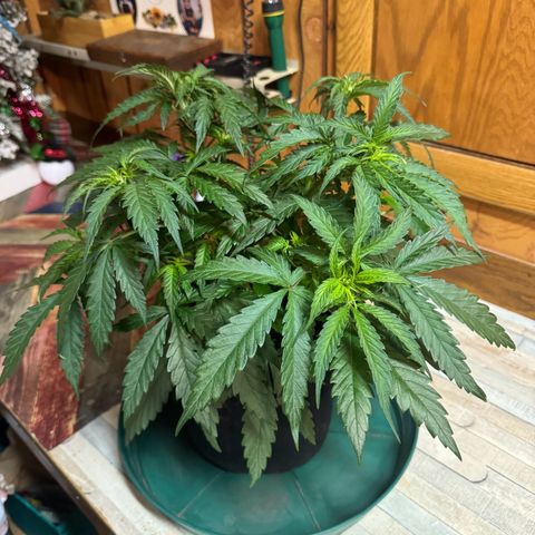 Ethos Super Lemon Reg #2 growlog timeline photo