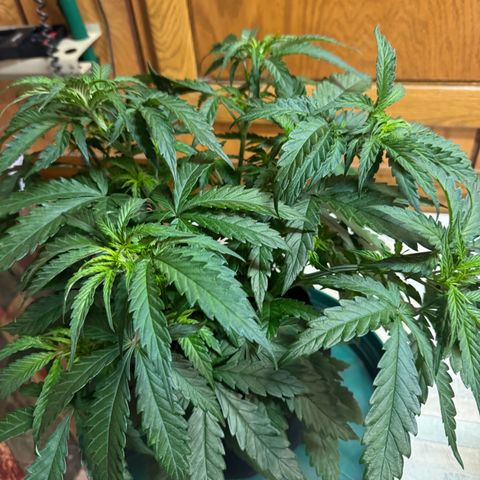 Ethos Super Lemon Reg #2 growlog timeline photo