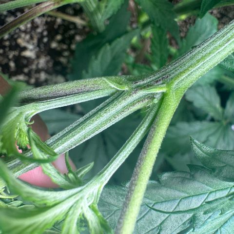 Ethos Super Lemon Reg #2 growlog timeline photo