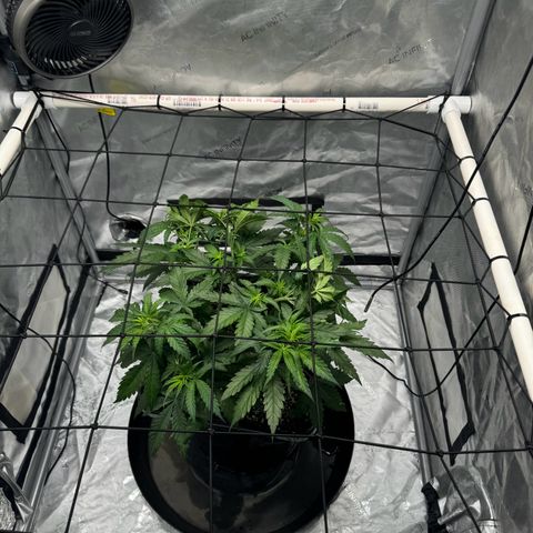 Ethos Super Lemon Reg #2 growlog timeline photo