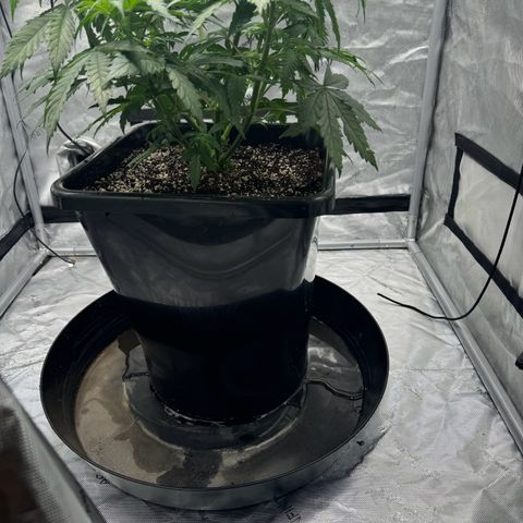 Ethos Super Lemon Reg #2 growlog timeline photo