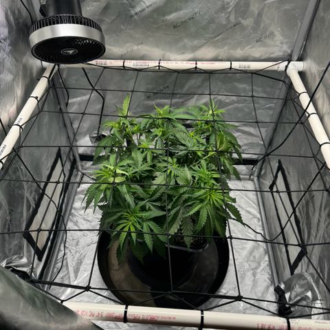Ethos Super Lemon Reg #2 growlog timeline photo