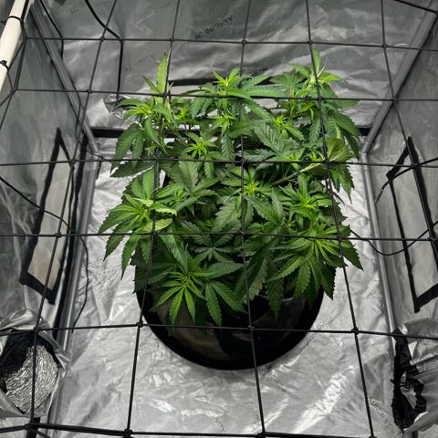 Ethos Super Lemon Reg #2 growlog timeline photo