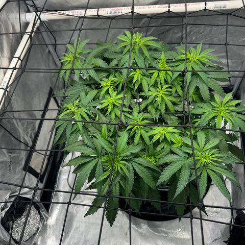 Ethos Super Lemon Reg #2 growlog timeline photo