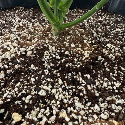 Ethos Super Lemon Reg #2 growlog timeline photo