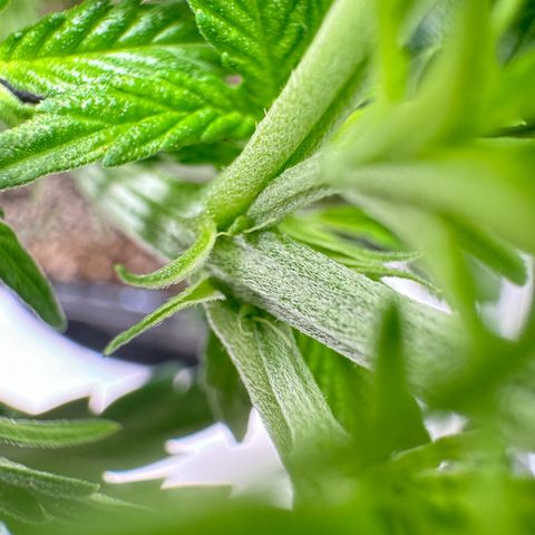 Ethos Super Lemon Reg #2 growlog timeline photo