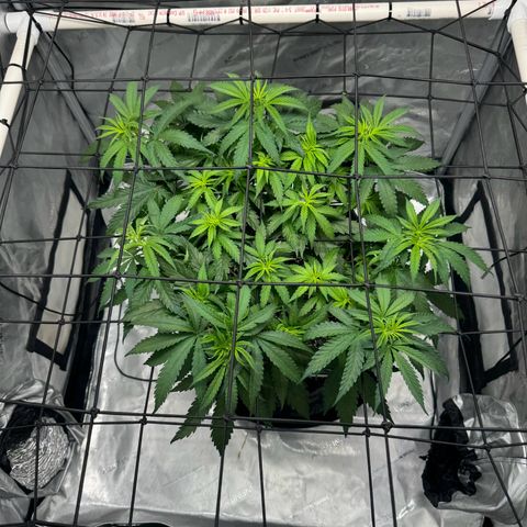 Ethos Super Lemon Reg #2 growlog timeline photo