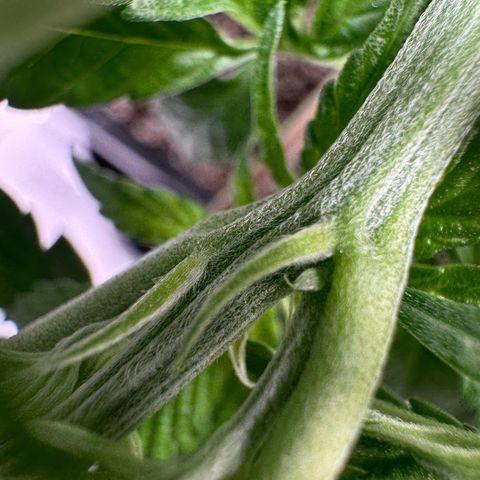 Ethos Super Lemon Reg #2 growlog timeline photo