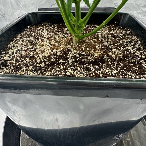 Ethos Super Lemon Reg #2 growlog timeline photo