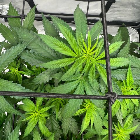 Ethos Super Lemon Reg #2 growlog timeline photo