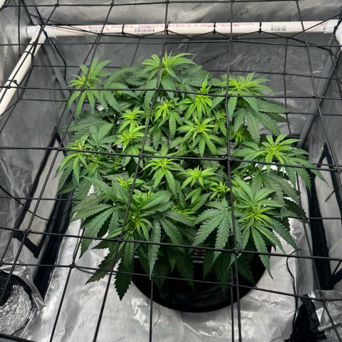 Ethos Super Lemon Reg #2 growlog timeline photo