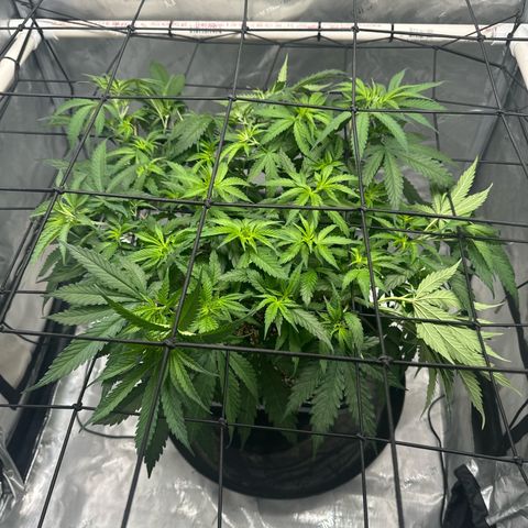 Ethos Super Lemon Reg #2 growlog timeline photo