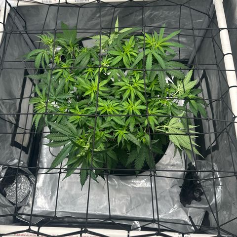 Ethos Super Lemon Reg #2 growlog timeline photo