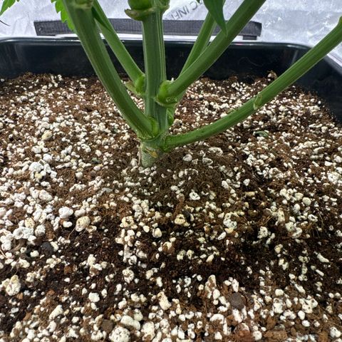 Ethos Super Lemon Reg #2 growlog timeline photo