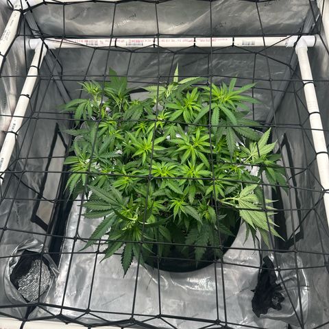 Ethos Super Lemon Reg #2 growlog timeline photo