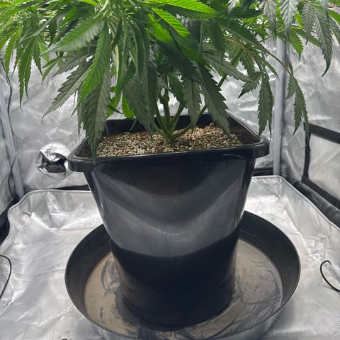 Ethos Super Lemon Reg #2 growlog timeline photo