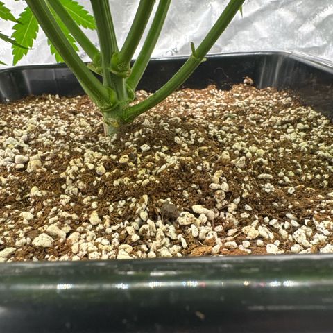 Ethos Super Lemon Reg #2 growlog timeline photo