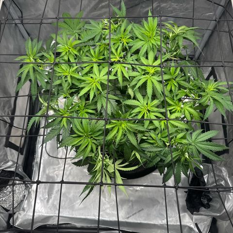 Ethos Super Lemon Reg #2 growlog timeline photo