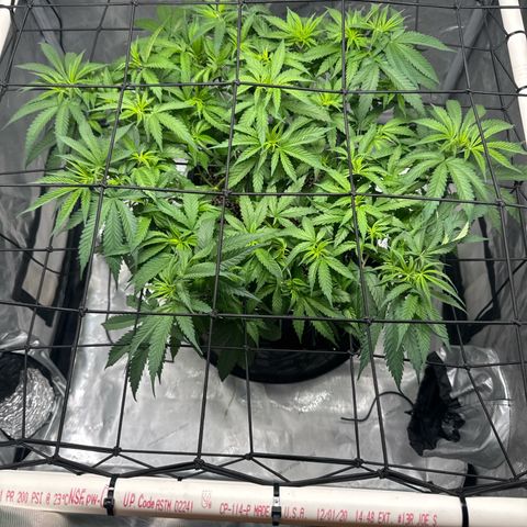 Ethos Super Lemon Reg #2 growlog timeline photo