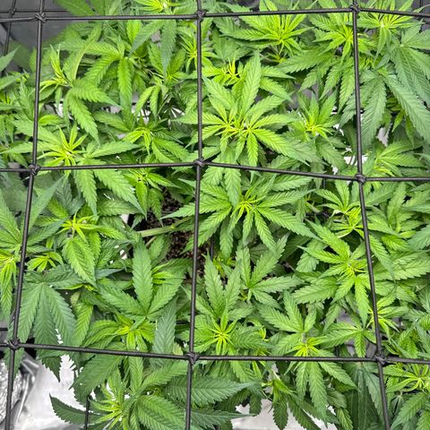 Ethos Super Lemon Reg #2 growlog timeline photo