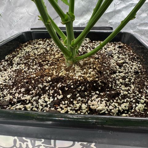 Ethos Super Lemon Reg #2 growlog timeline photo