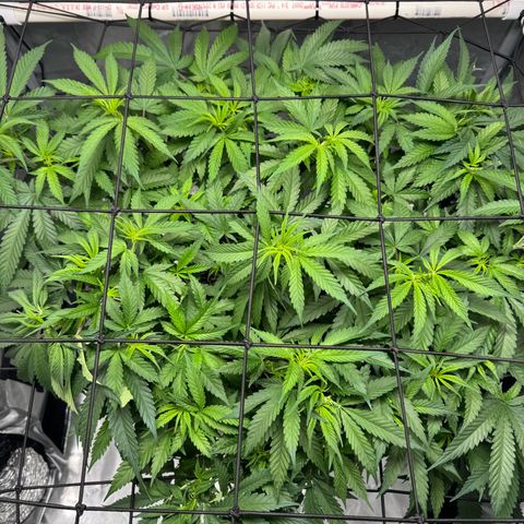 Ethos Super Lemon Reg #2 growlog timeline photo