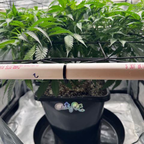 Ethos Super Lemon Reg #2 growlog timeline photo