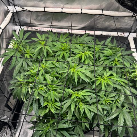 Ethos Super Lemon Reg #2 growlog timeline photo