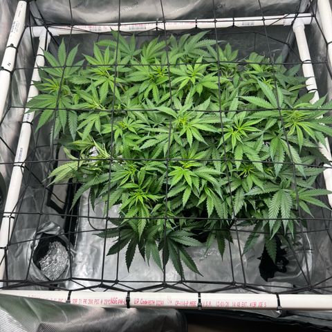 Ethos Super Lemon Reg #2 growlog timeline photo