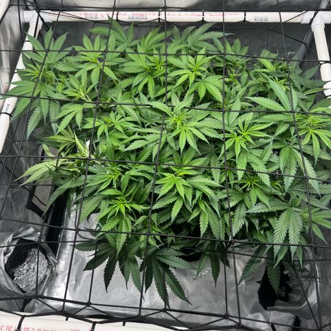Ethos Super Lemon Reg #2 growlog timeline photo
