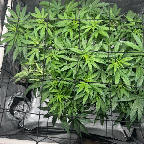 Ethos Super Lemon Reg #2 growlog timeline photo