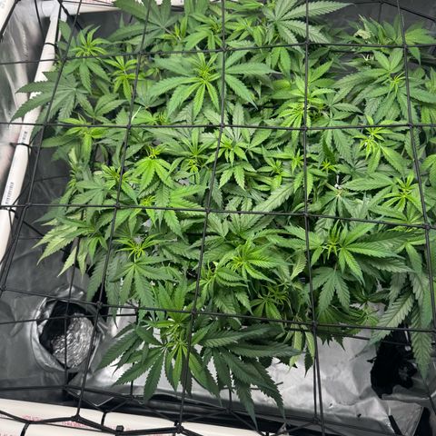 Ethos Super Lemon Reg #2 growlog timeline photo