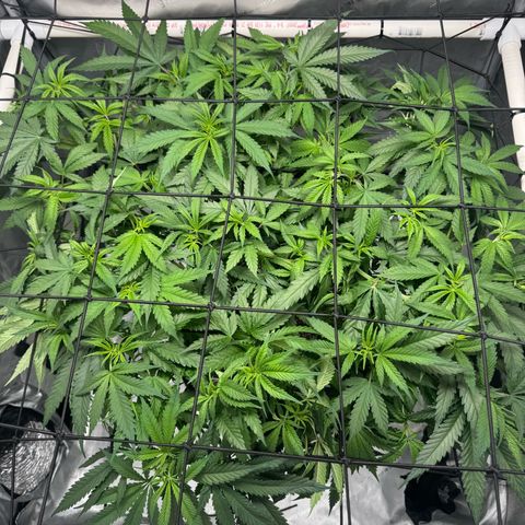 Ethos Super Lemon Reg #2 growlog timeline photo
