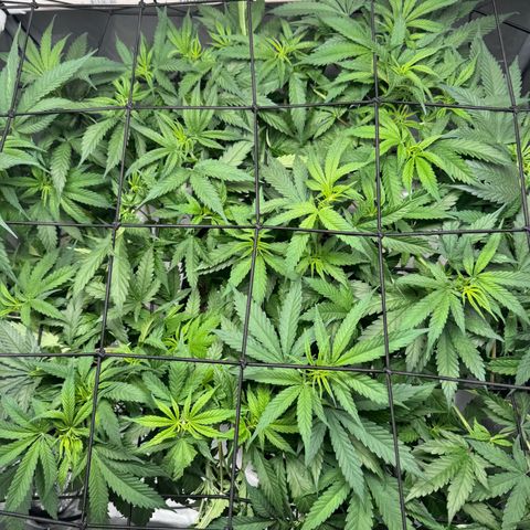 Ethos Super Lemon Reg #2 growlog timeline photo