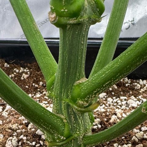 Ethos Super Lemon Reg #2 growlog timeline photo