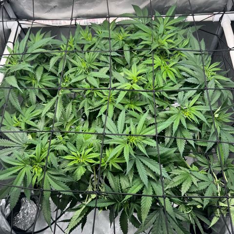 Ethos Super Lemon Reg #2 growlog timeline photo